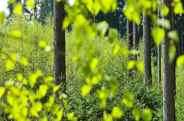 Environment